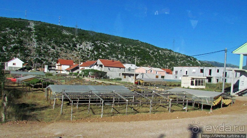 Любинье — старинный городок, где растят "Герцеговину Флор"