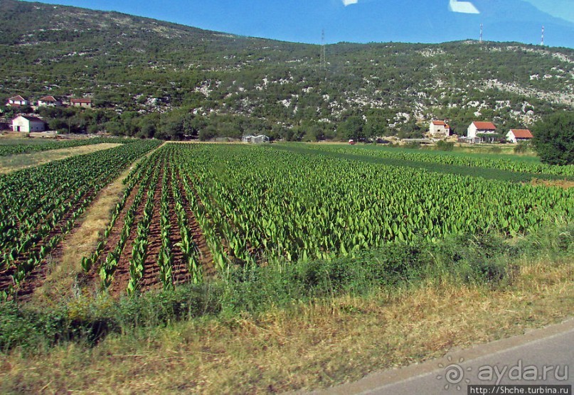 Любинье — старинный городок, где растят "Герцеговину Флор"