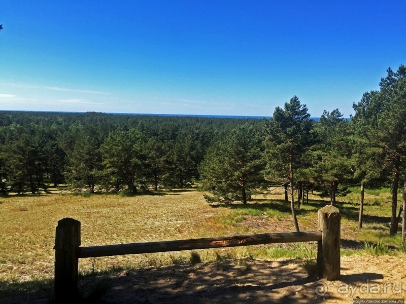 38 метров над уровнем... леса