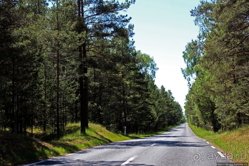 Альбом истории "38 метров над уровнем... леса"