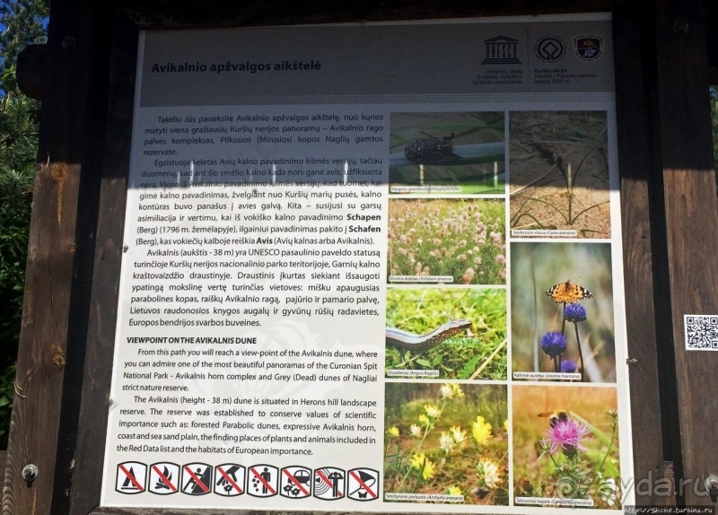 38 метров над уровнем... леса