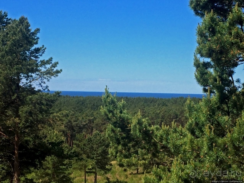 38 метров над уровнем... леса