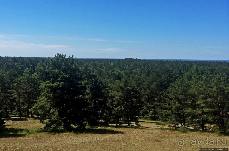 38 метров над уровнем... леса