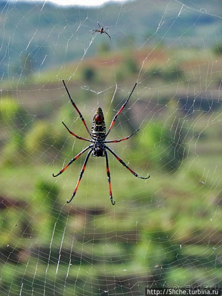 Жил на свете паучек, маленького роста...