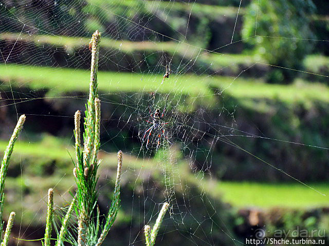 Жил на свете паучек, маленького роста...