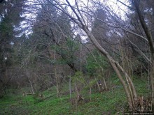 Апрель. Прикарпатье. Пробуждение природы