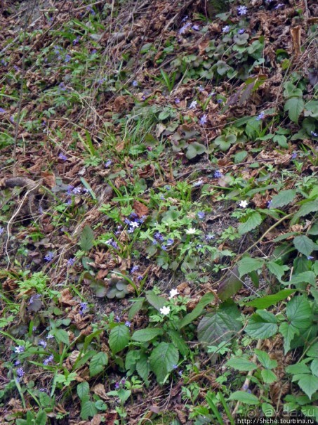 Апрель. Прикарпатье. Пробуждение природы