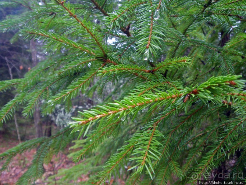 Апрель. Прикарпатье. Пробуждение природы