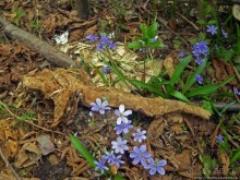 Апрель. Прикарпатье. Пробуждение природы