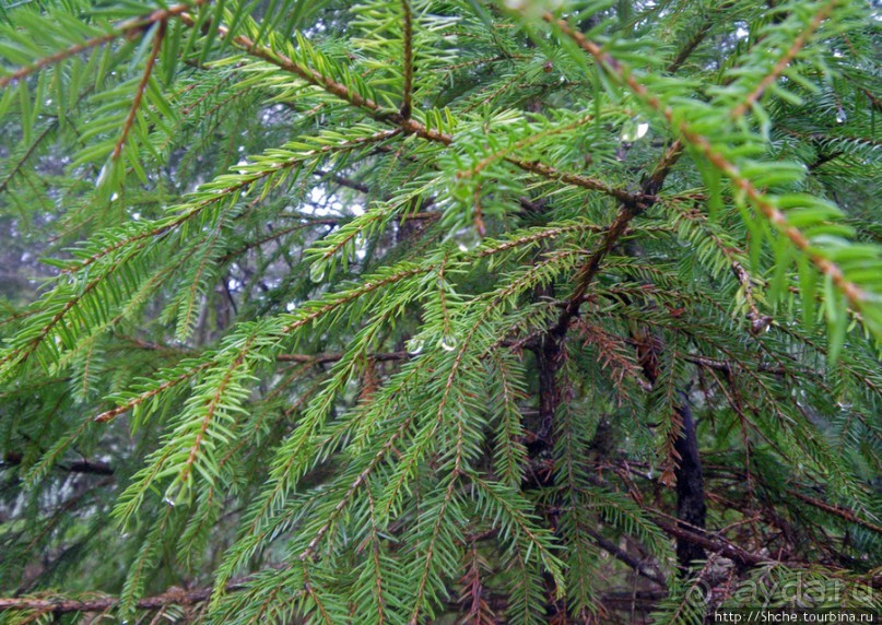 Апрель. Прикарпатье. Пробуждение природы