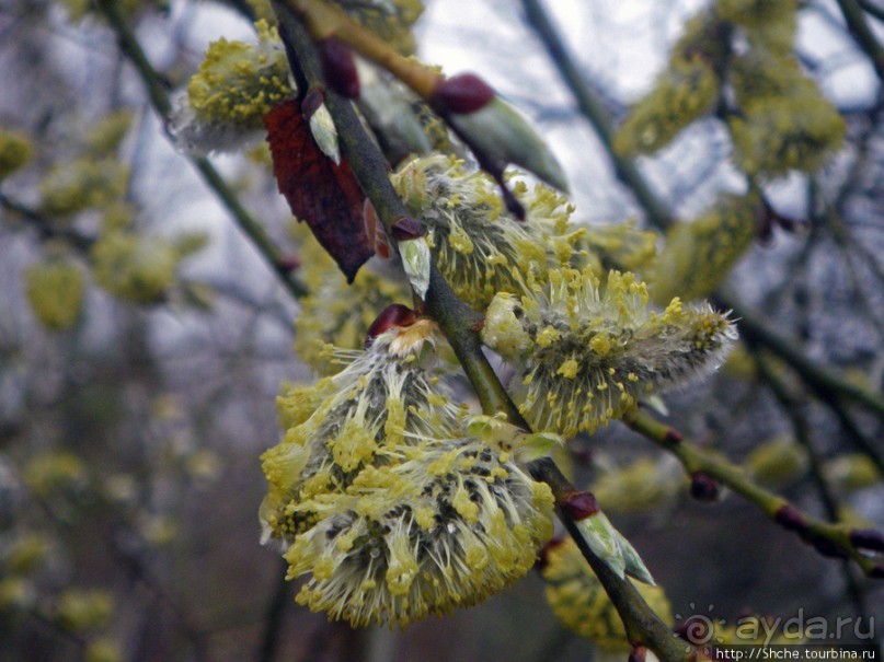 Апрель. Прикарпатье. Пробуждение природы