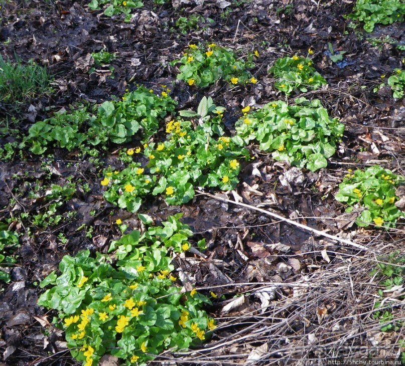 Апрель. Прикарпатье. Пробуждение природы