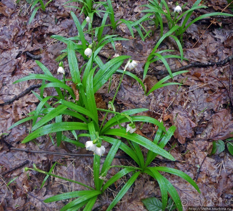 Апрель. Прикарпатье. Пробуждение природы