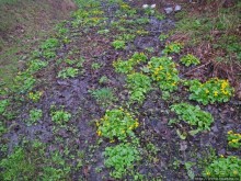 Апрель. Прикарпатье. Пробуждение природы