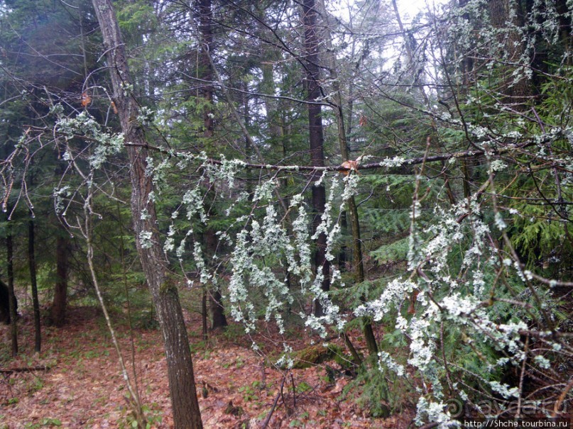 Апрель. Прикарпатье. Пробуждение природы