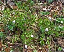 Апрель. Прикарпатье. Пробуждение природы