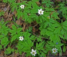 Апрель. Прикарпатье. Пробуждение природы