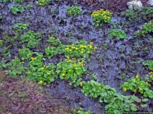 Апрель. Прикарпатье. Пробуждение природы