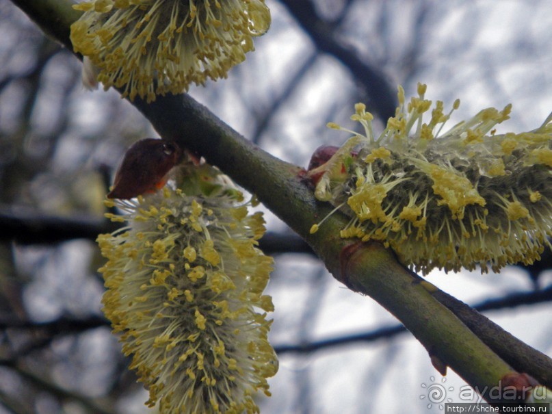 Апрель. Прикарпатье. Пробуждение природы