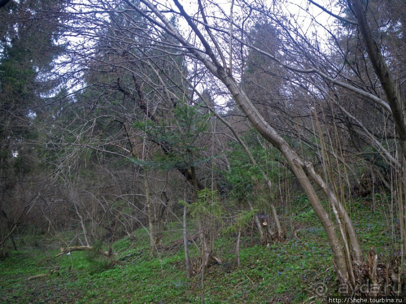 Апрель. Прикарпатье. Пробуждение природы