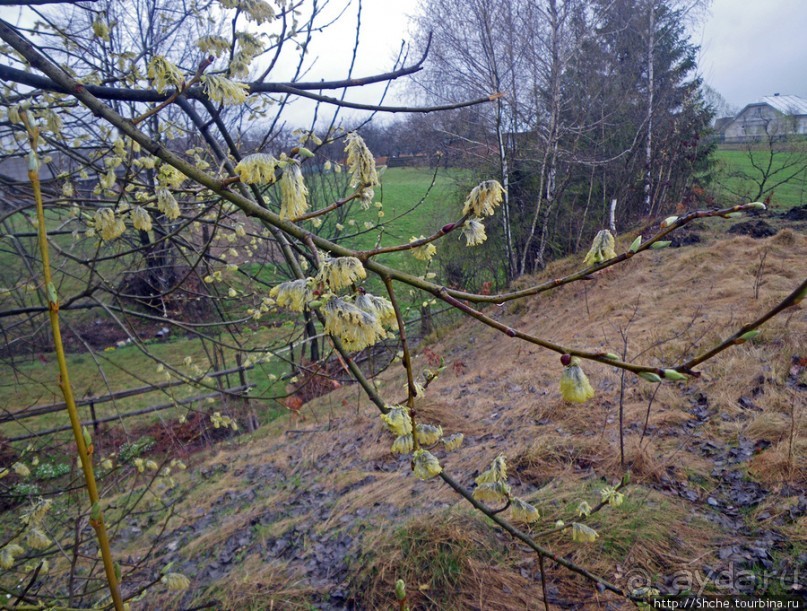Апрель. Прикарпатье. Пробуждение природы