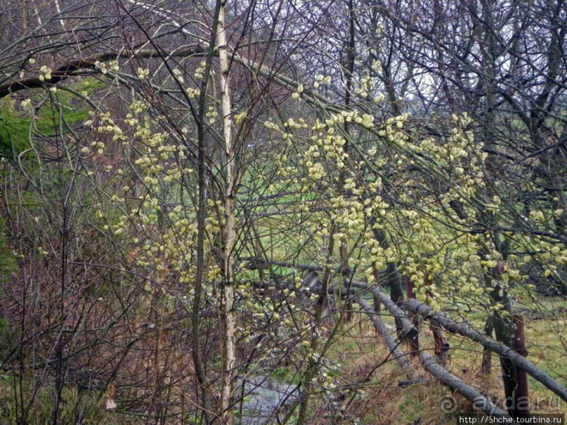 Апрель. Прикарпатье. Пробуждение природы