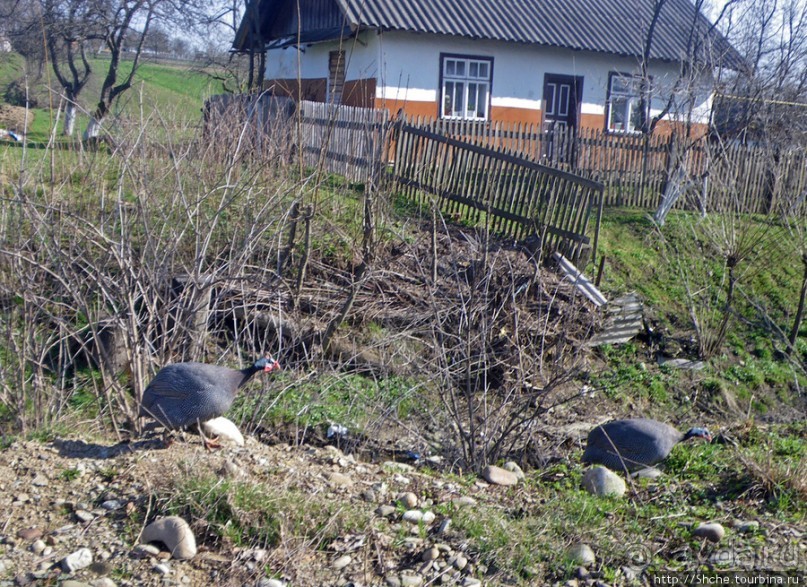 Апрель. Прикарпатье. Пробуждение природы