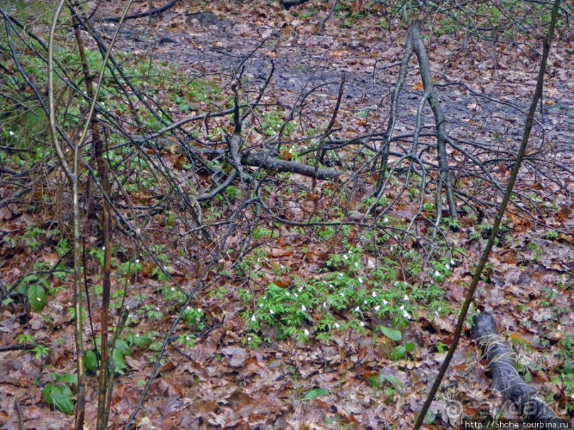 Апрель. Прикарпатье. Пробуждение природы