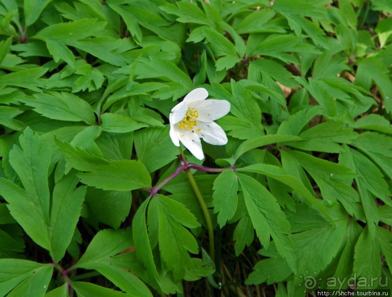 Апрель. Прикарпатье. Пробуждение природы
