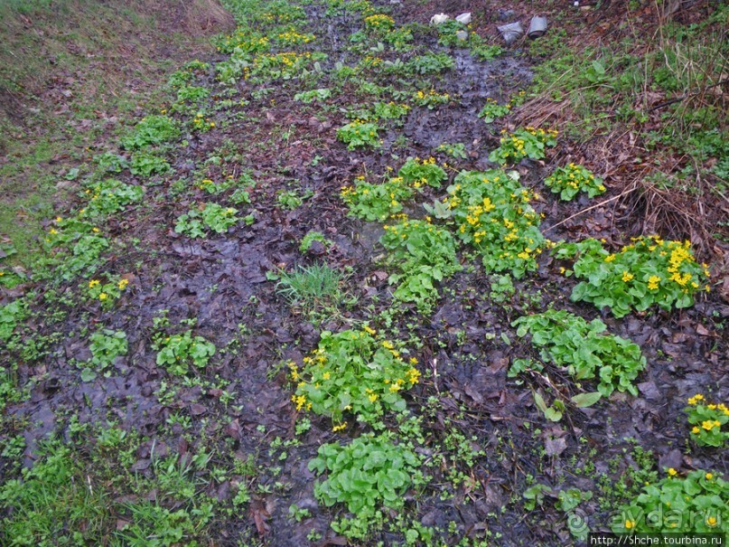 Апрель. Прикарпатье. Пробуждение природы