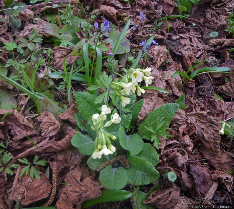 Апрель. Прикарпатье. Пробуждение природы