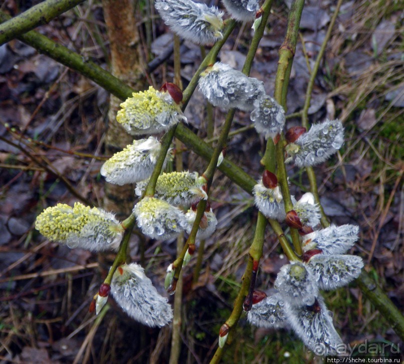 Апрель. Прикарпатье. Пробуждение природы