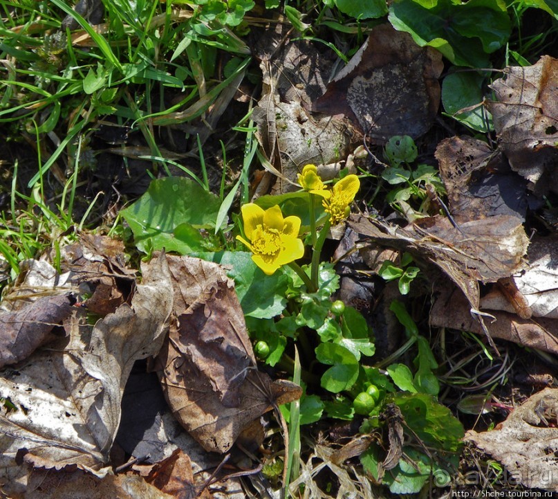 Апрель. Прикарпатье. Пробуждение природы