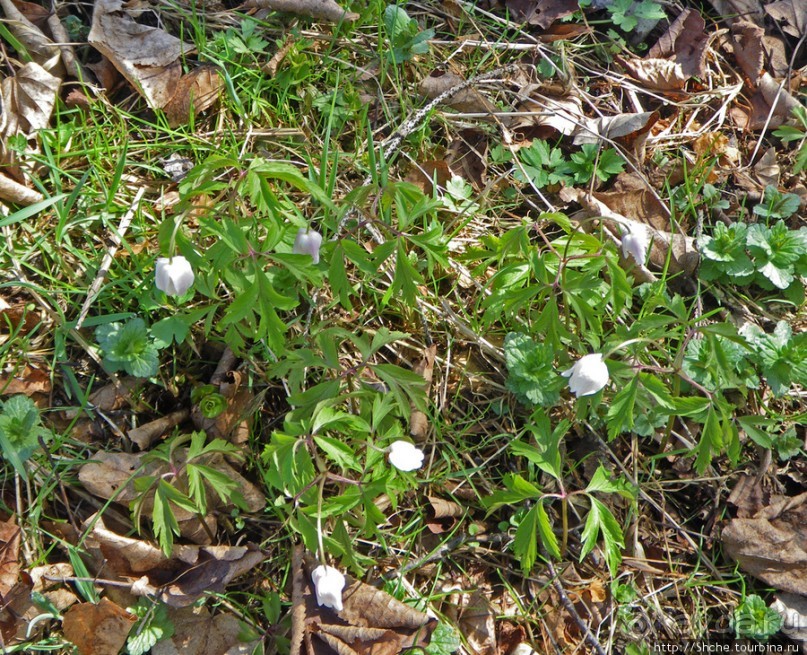 Апрель. Прикарпатье. Пробуждение природы