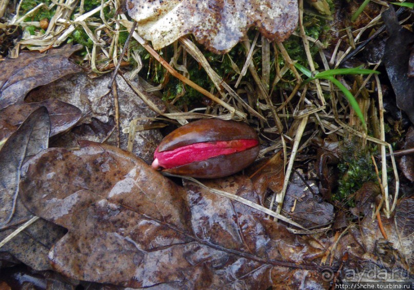 Апрель. Прикарпатье. Пробуждение природы