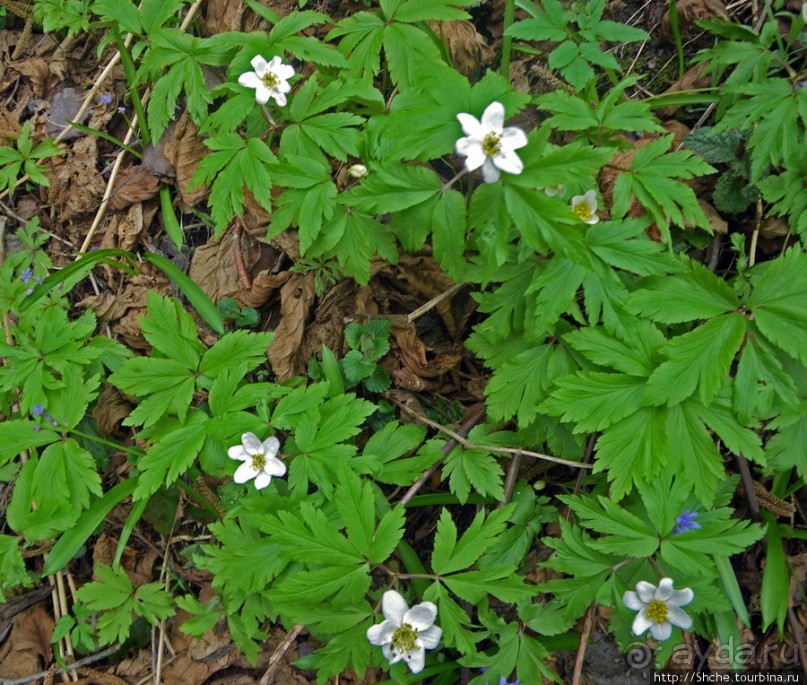 Апрель. Прикарпатье. Пробуждение природы