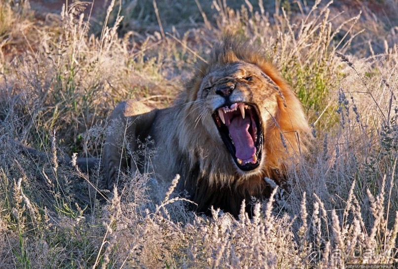 Очередной, и как всегда незабываемый