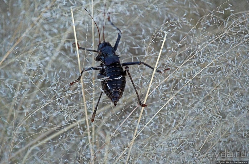 Очередной, и как всегда незабываемый