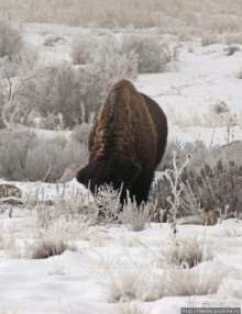 Antelope Island - заповедник в Большом Соленом озере.