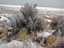 Antelope Island - заповедник в Большом Соленом озере.