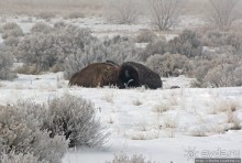 Antelope Island - заповедник в Большом Соленом озере.