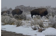 Antelope Island - заповедник в Большом Соленом озере.