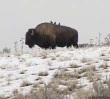 Antelope Island - заповедник в Большом Соленом озере.