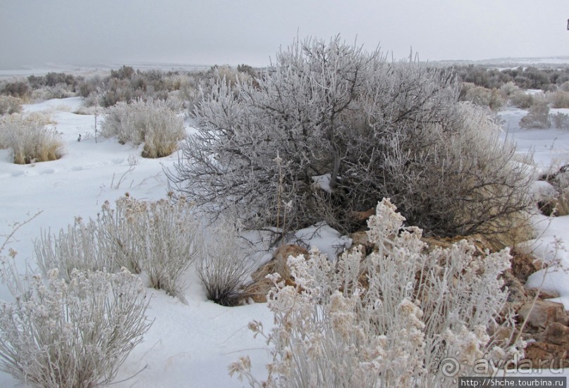 Antelope Island - заповедник в Большом Соленом озере.