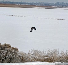 Antelope Island - заповедник в Большом Соленом озере.