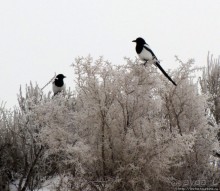 Antelope Island - заповедник в Большом Соленом озере.