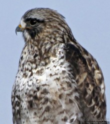 Antelope Island - заповедник в Большом Соленом озере.