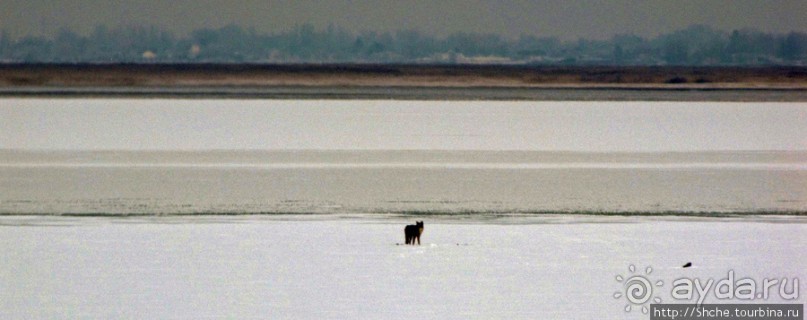 Antelope Island - заповедник в Большом Соленом озере. Antelope Island - заповедник в Большом Соленом озере.