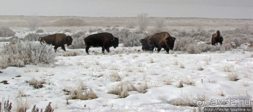 Antelope Island - заповедник в Большом Соленом озере. Antelope Island - заповедник в Большом Соленом озере.