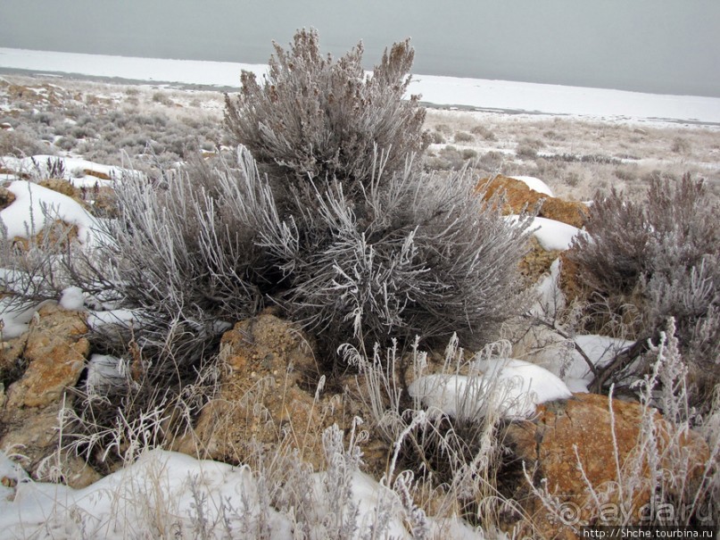Antelope Island - заповедник в Большом Соленом озере. Antelope Island - заповедник в Большом Соленом озере.